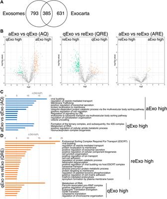 Novel Roles of Small Extracellular Vesicles in Regulating the Quiescence and Proliferation of Neural Stem Cells